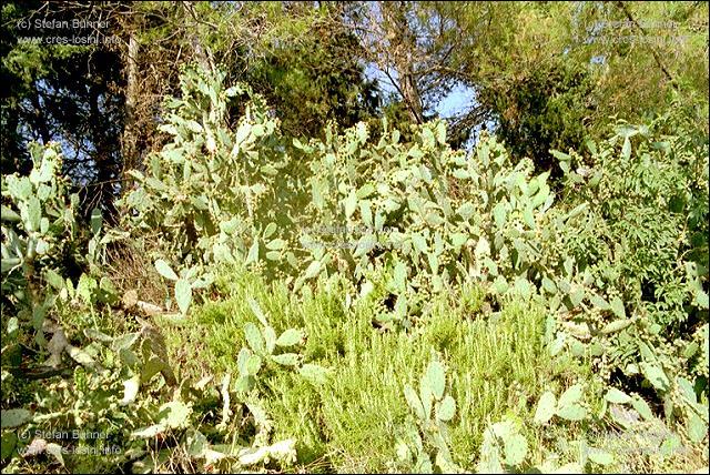 Kakteen in einem Garten in Veli Losinj