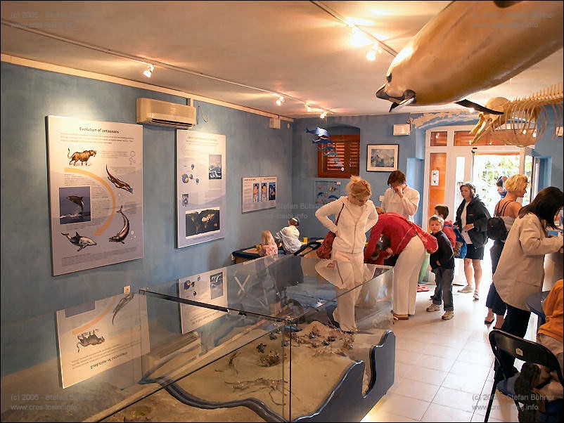 in der Ausstellung des Adriatic Dolphin Projects im Hafen von Veli Losinj in Kroatien